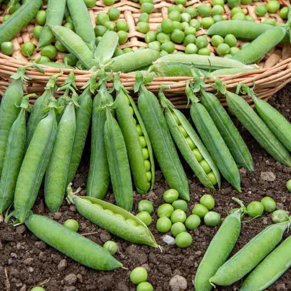 Légumes Secs - Pois Petit Provençal - BIO - 10 m - face recto